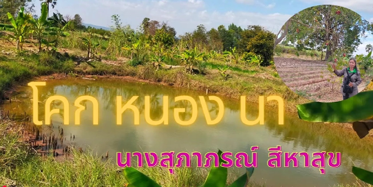 ประชาสัมพันธ์ โคก หนอง นาง แปลงนางสุภาภรณ์ สีหาสุข หมู่ที่ 9 ตำบลนาคำ อำเภออุบลรัตน์ จังหวัดขอนแก่น